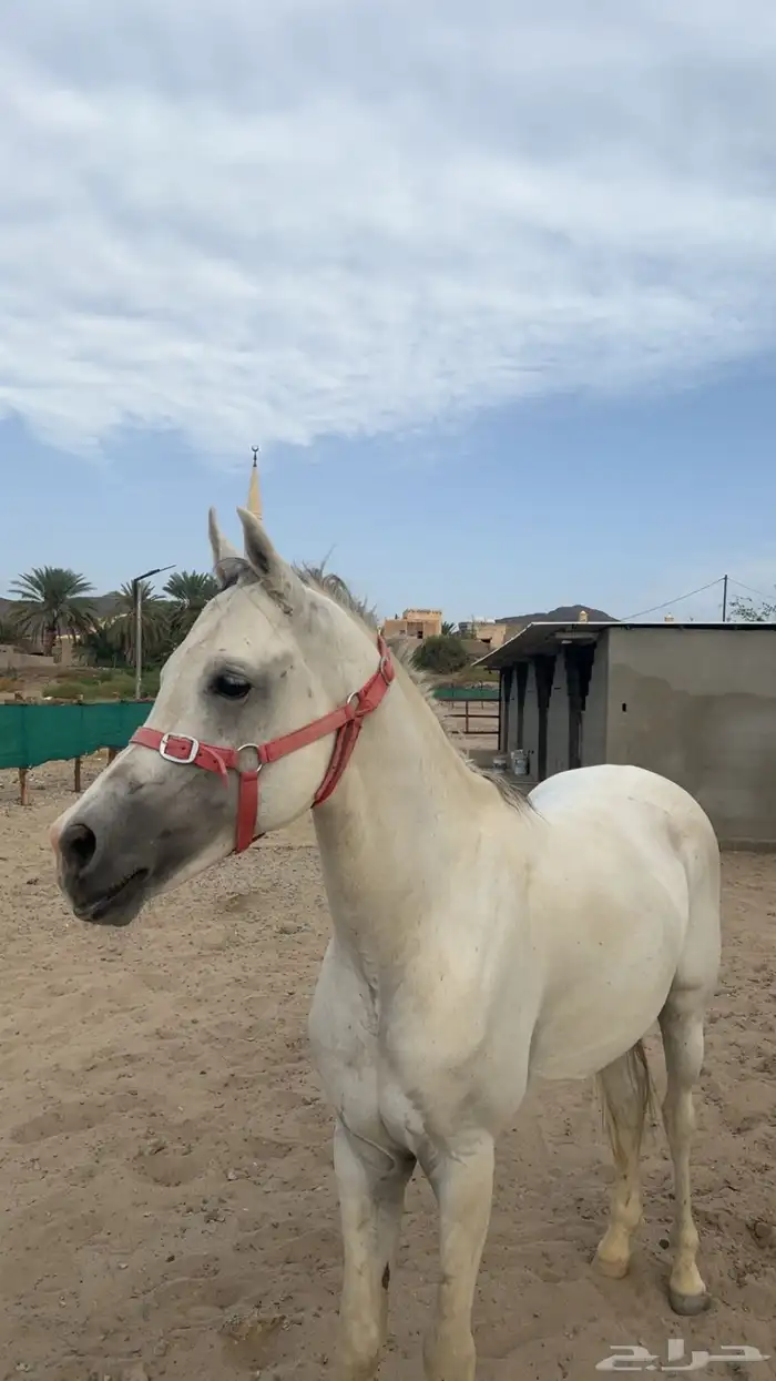 حصان عربي اصيل حصان فحل كفو 3