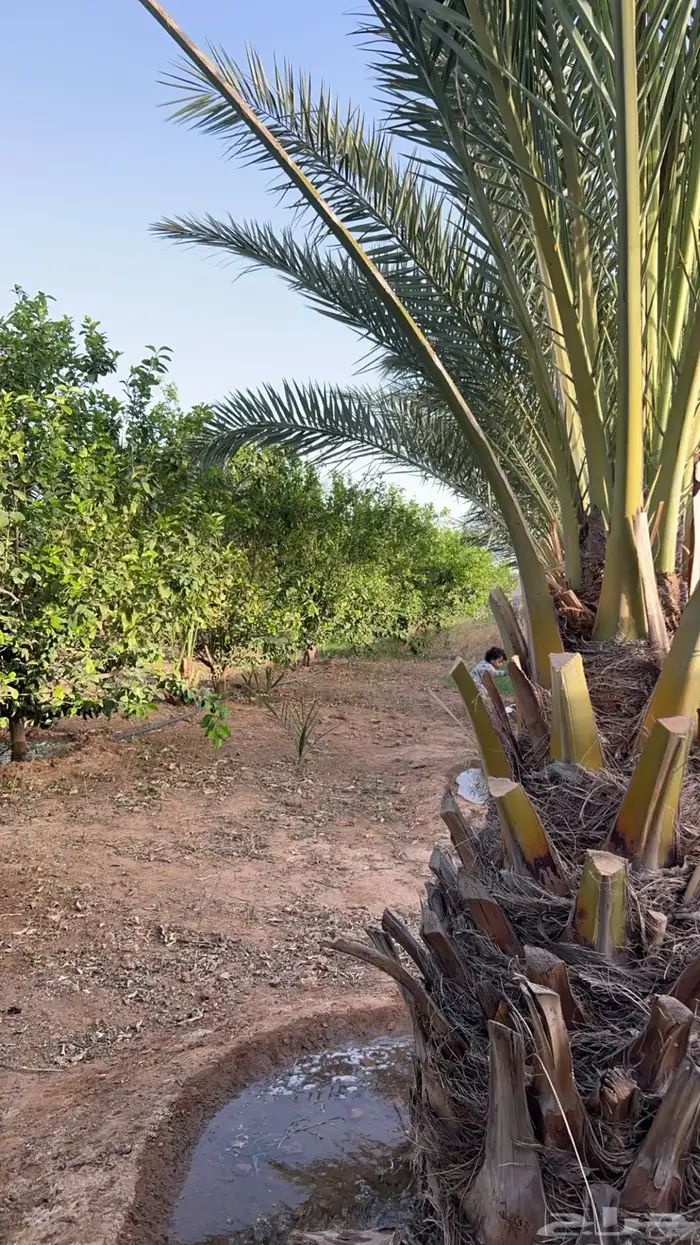 مزرعة صغيرة للإيجار اليومي والشهري . تحتوي على اثاث كامل 0