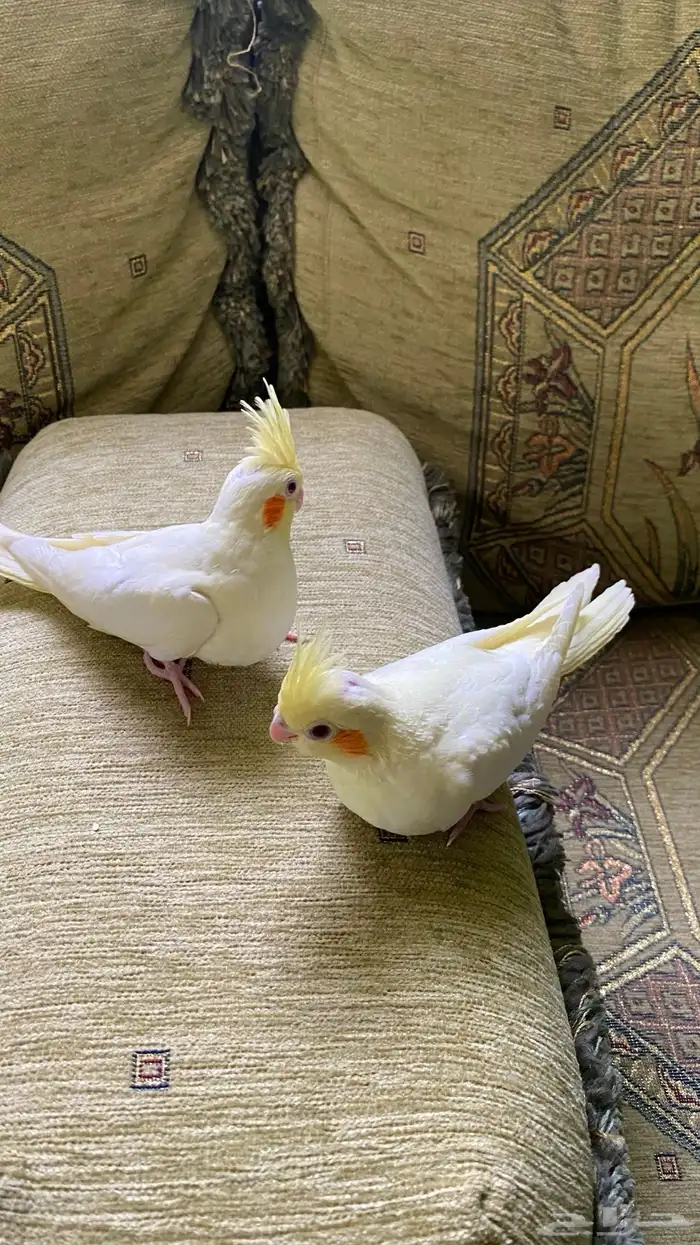 فرخين غر كروان لاتينو عيون صفراء للبيع .. ابها 11