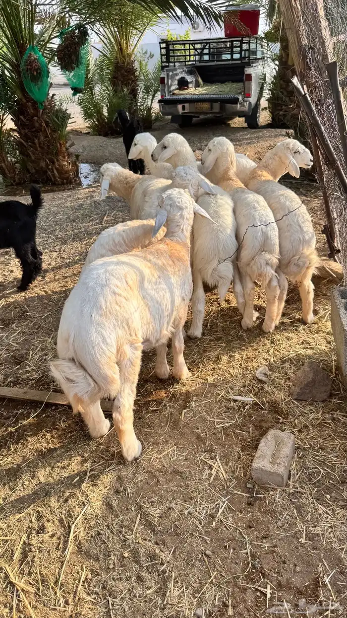 خرفان فاخرة 1