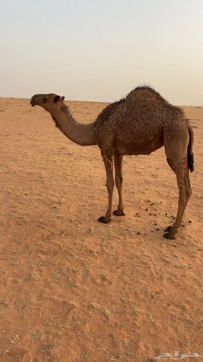 للبيع عشرا بكر 2