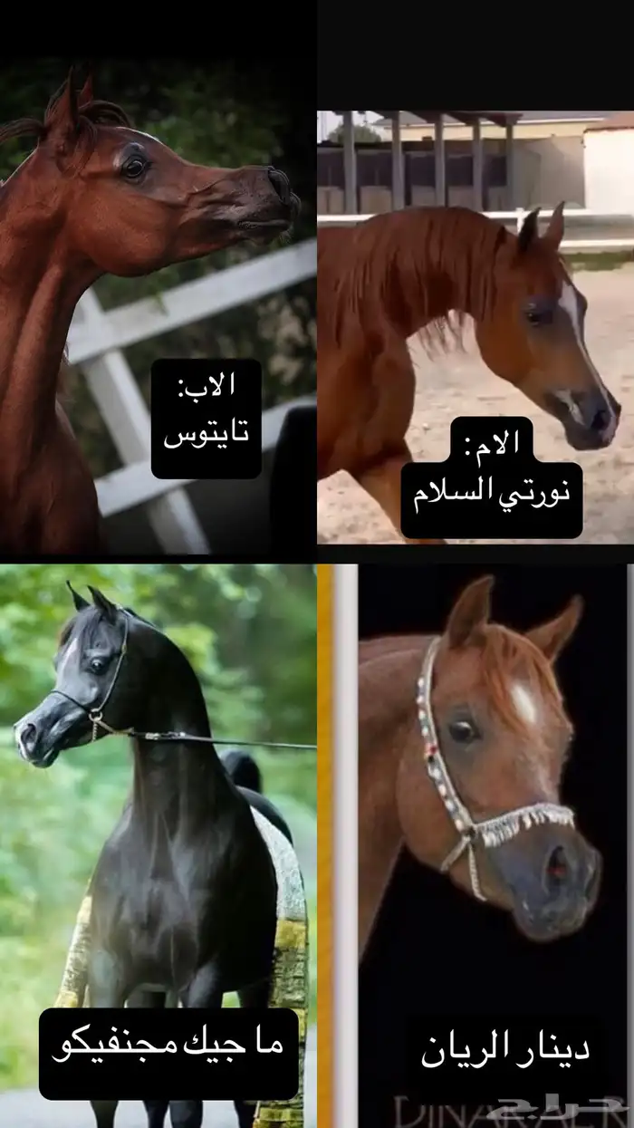 مهره واهو فاخرة للبيع 3