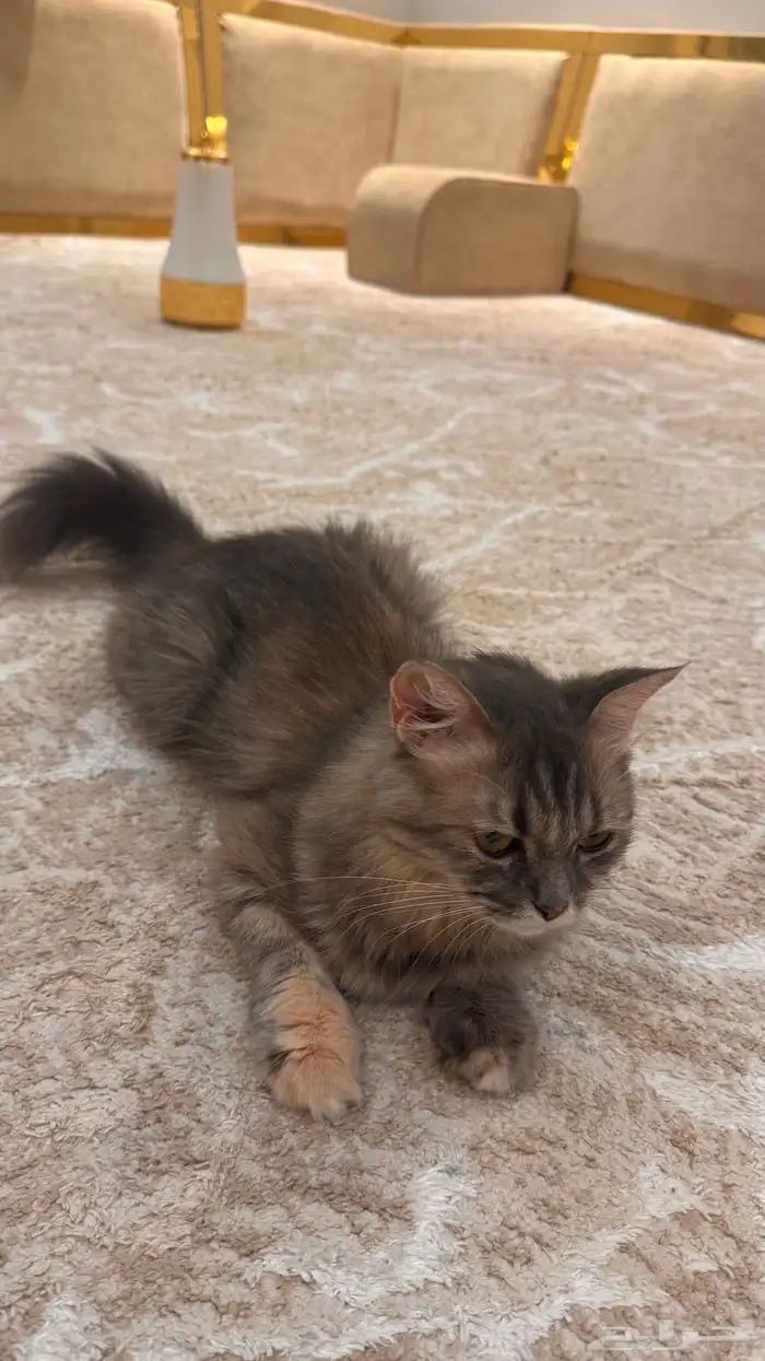 للبيع 1