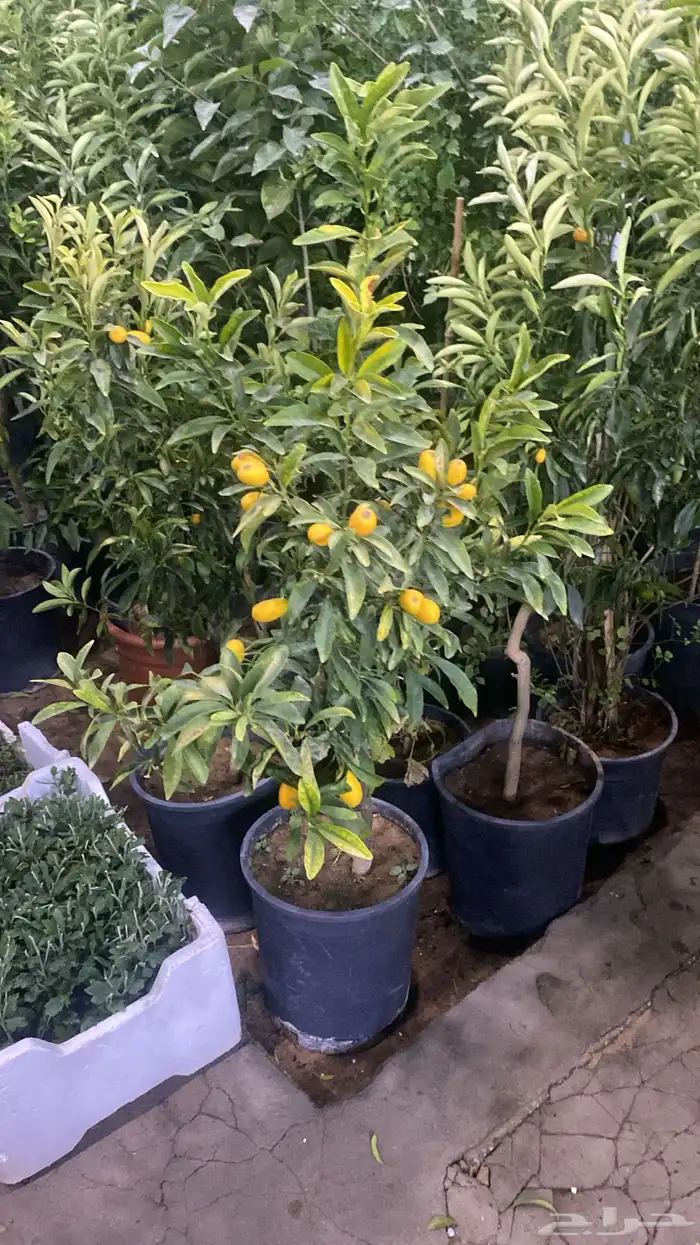 تنسيق الحدائق 7