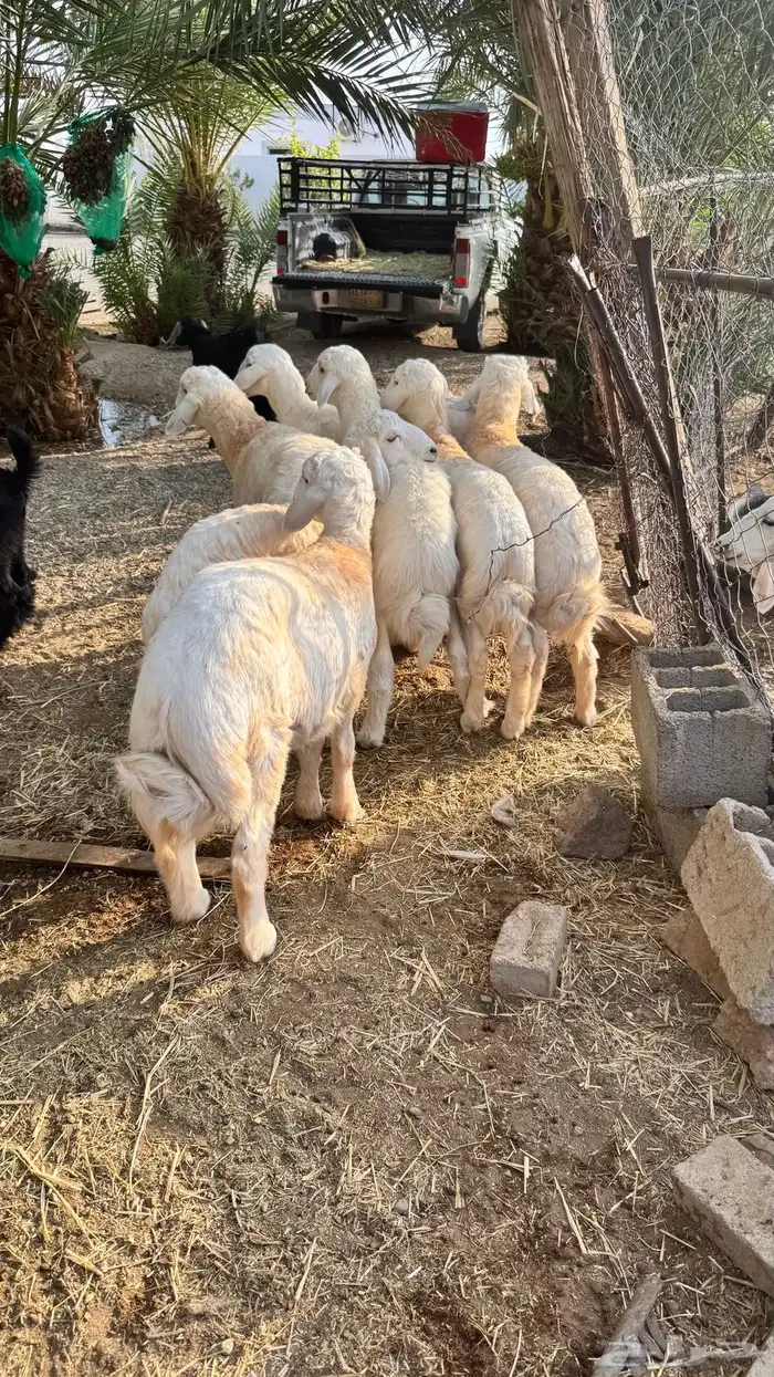 خرفان فاخرة 2