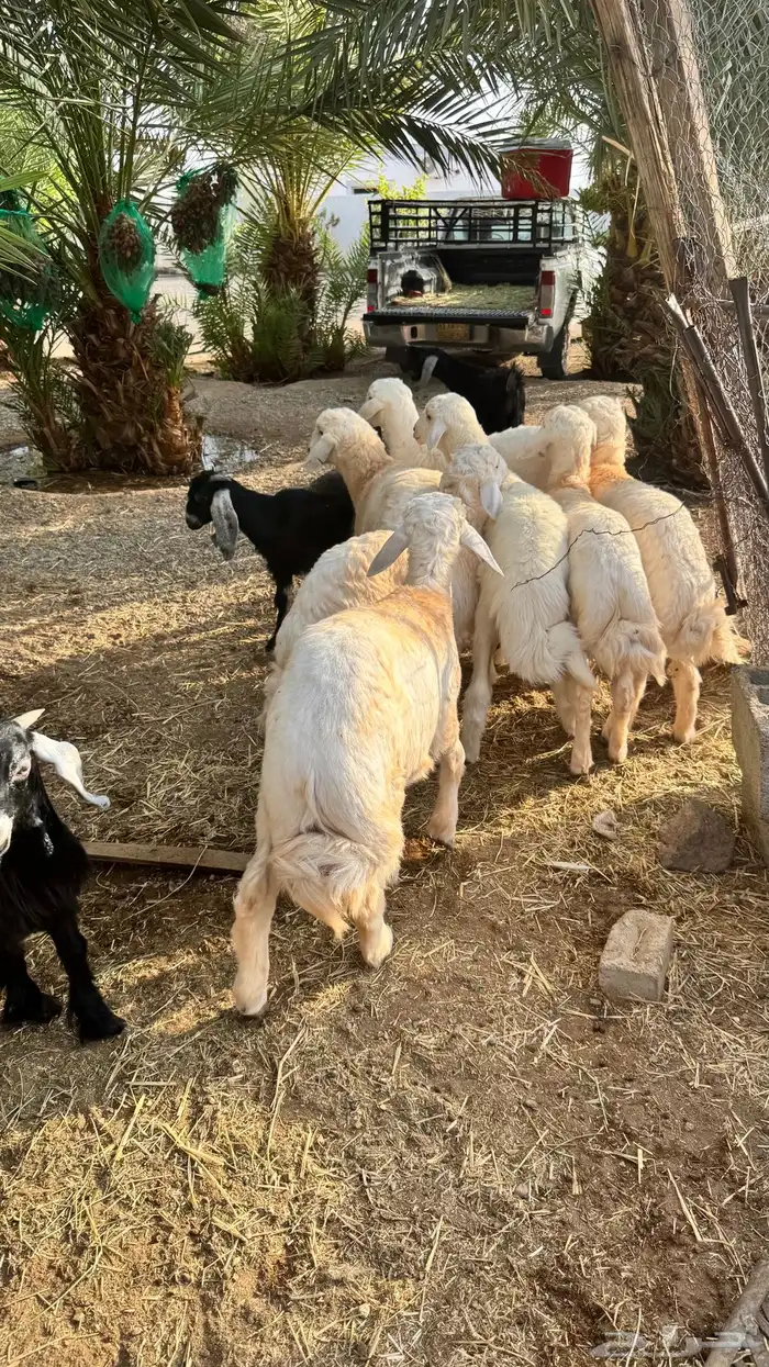 خرفان فاخرة 4