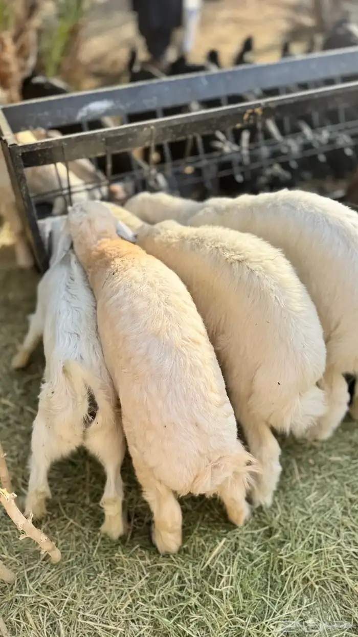 خرفان فاخرة 6