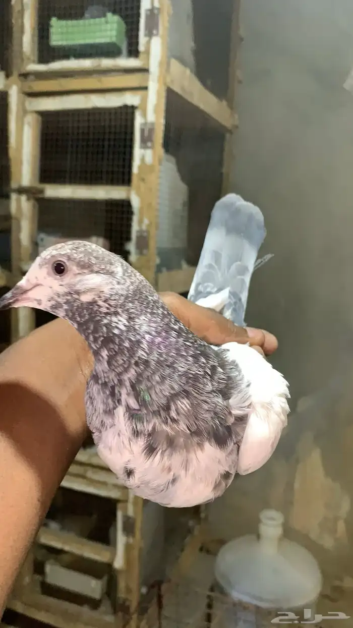 حمام باكستاني للبيع شرط مطيار 2