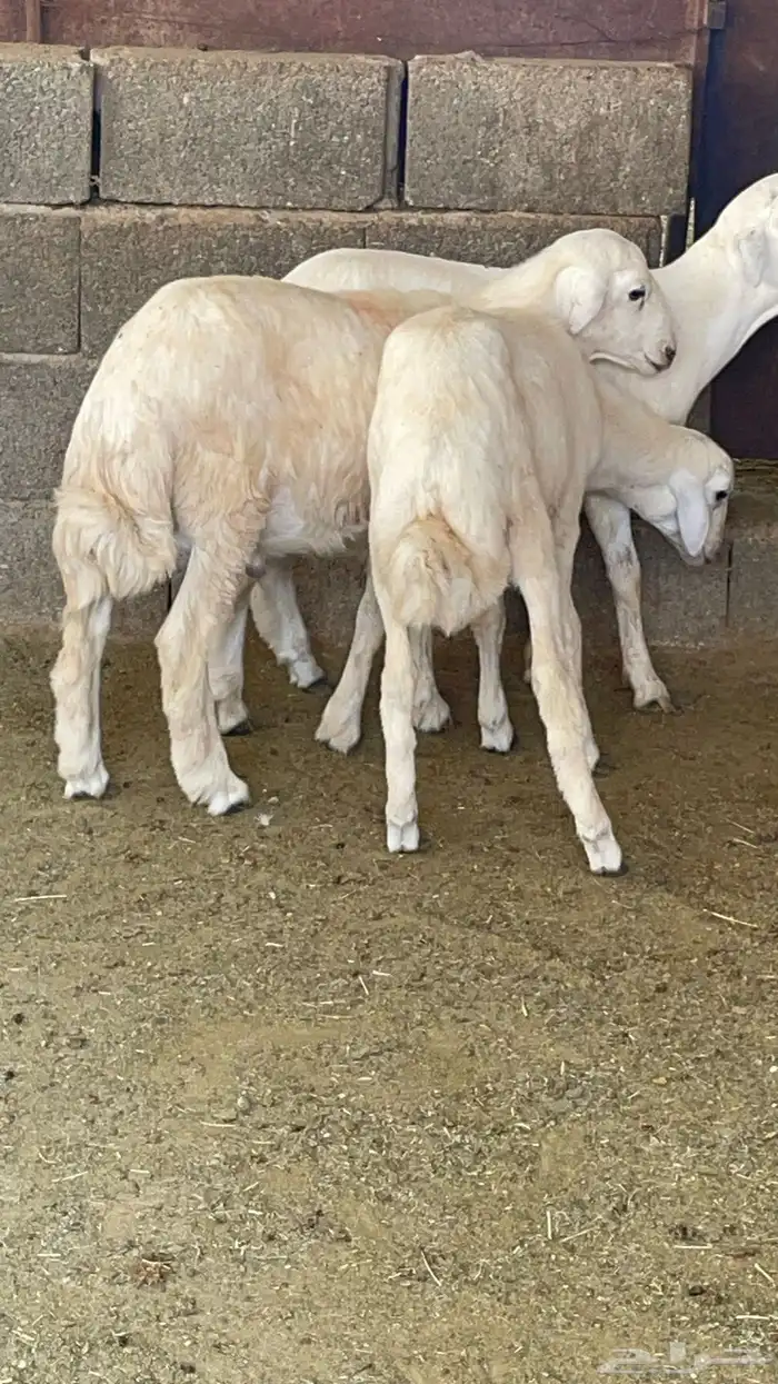 طليان ذبايح 1