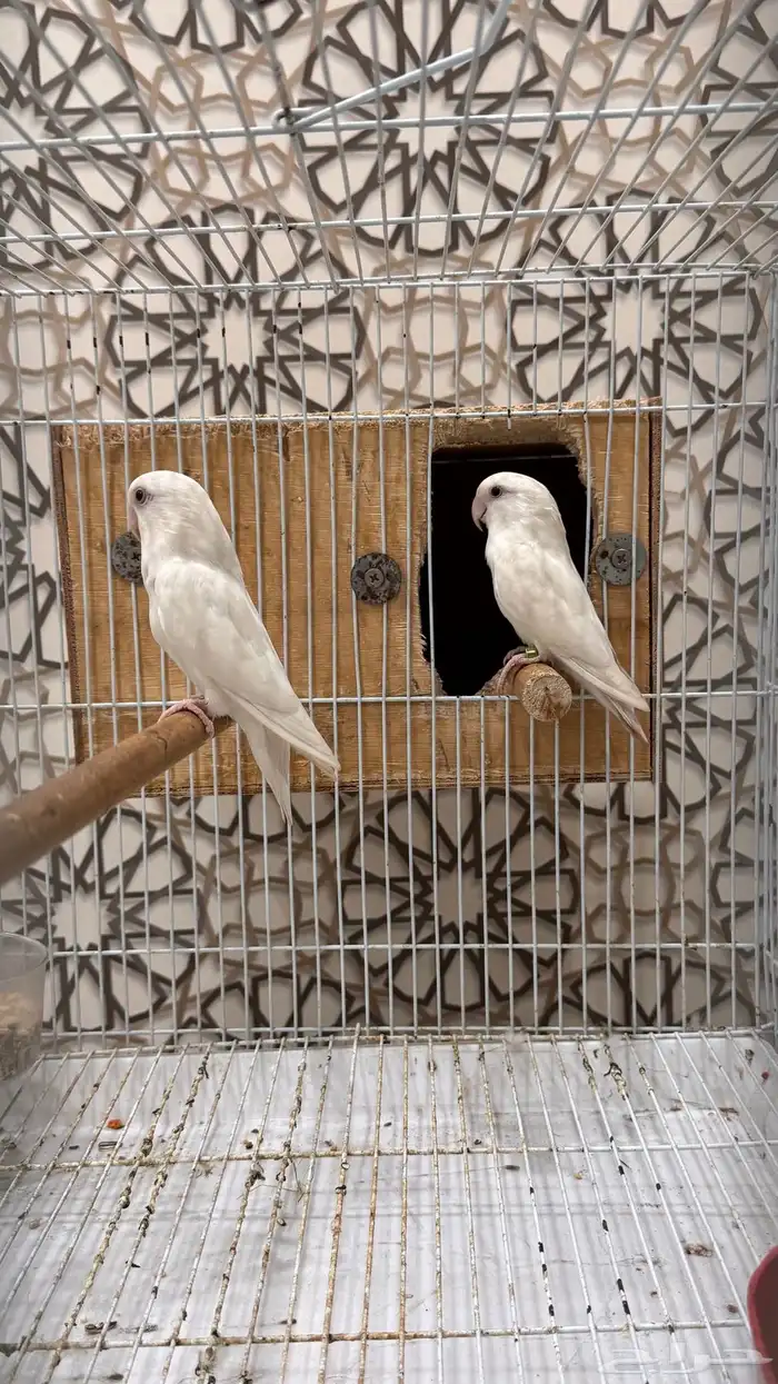 زوج روز البينو عيون عمر منتج محلل (تم البيع) 1