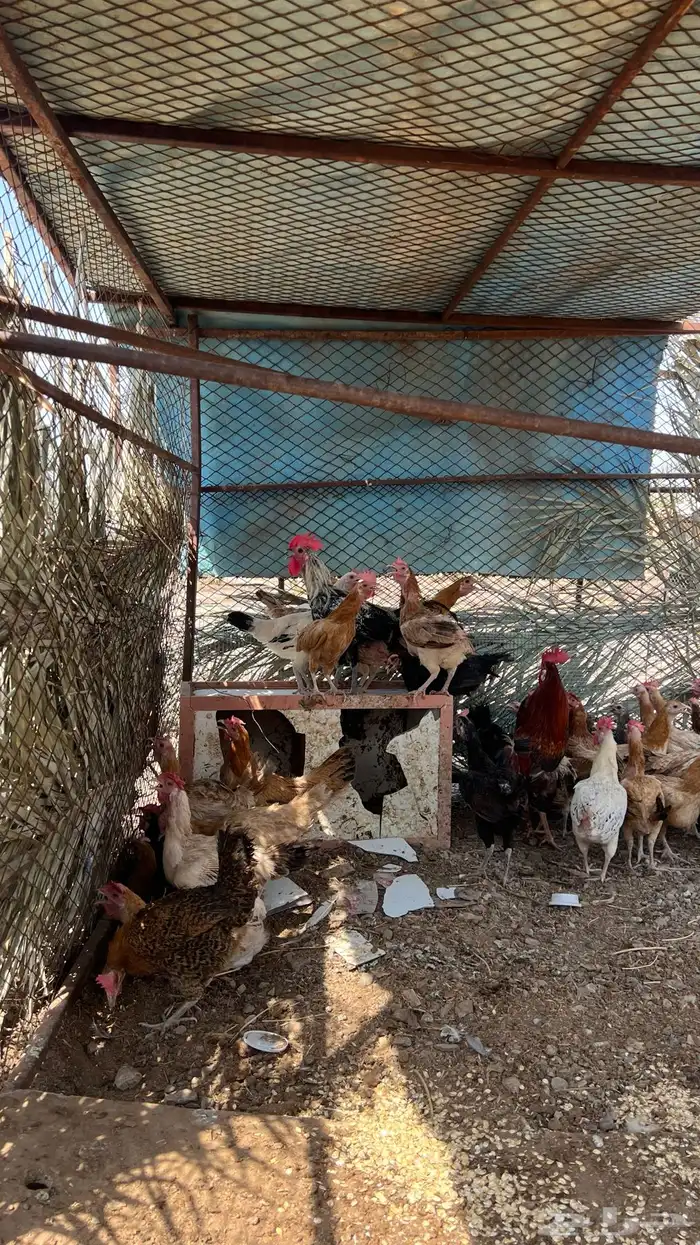 دجاج بلدي بياض 5