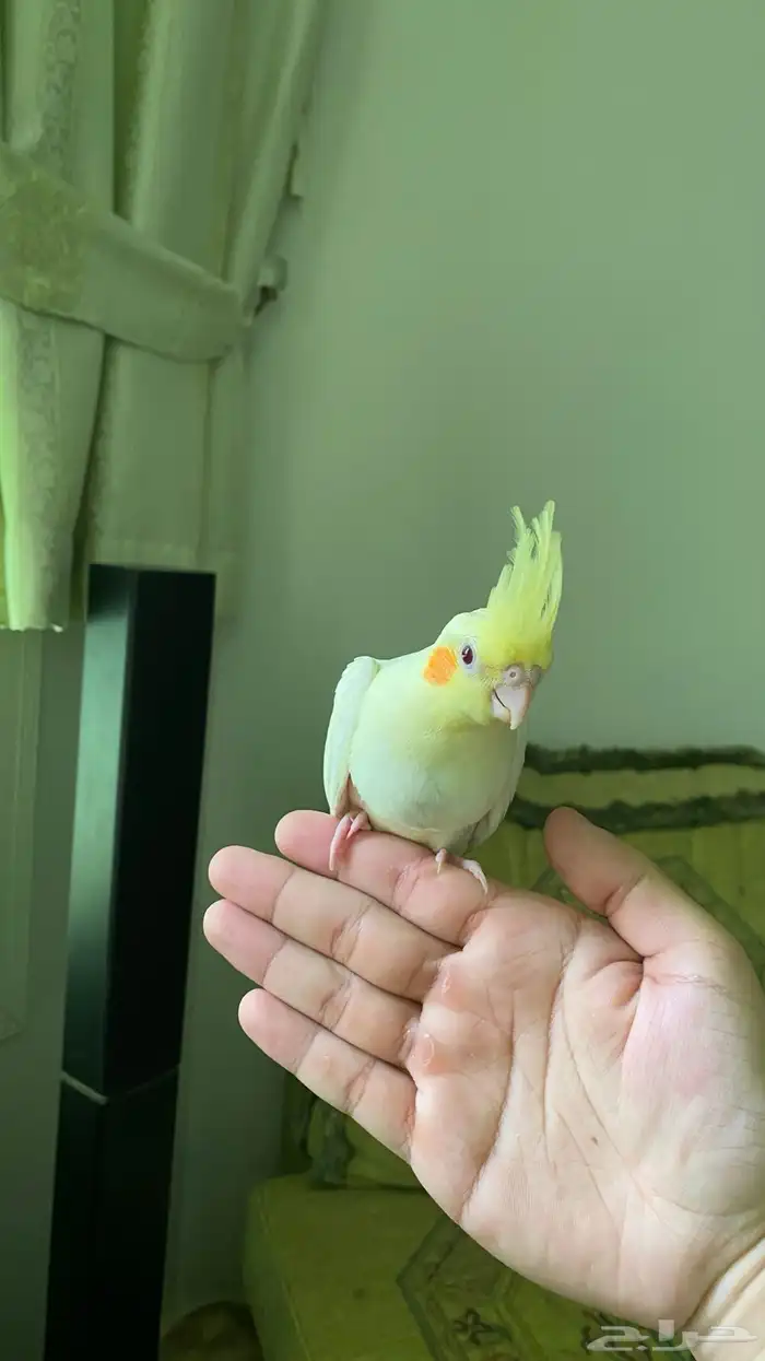 فرخين غر كروان لاتينو عيون صفراء للبيع .. ابها 3