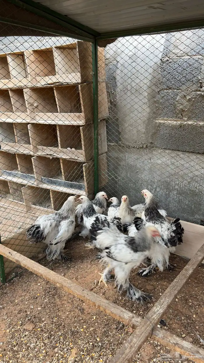 دجاج براهما كولمبي كونك 4