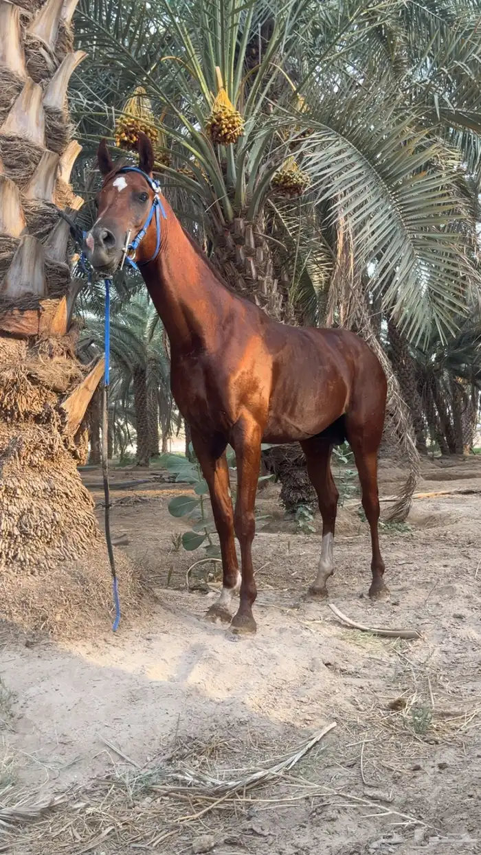 حصان عربي شعبي 1