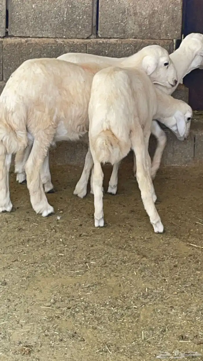 طليان ذبايح 3