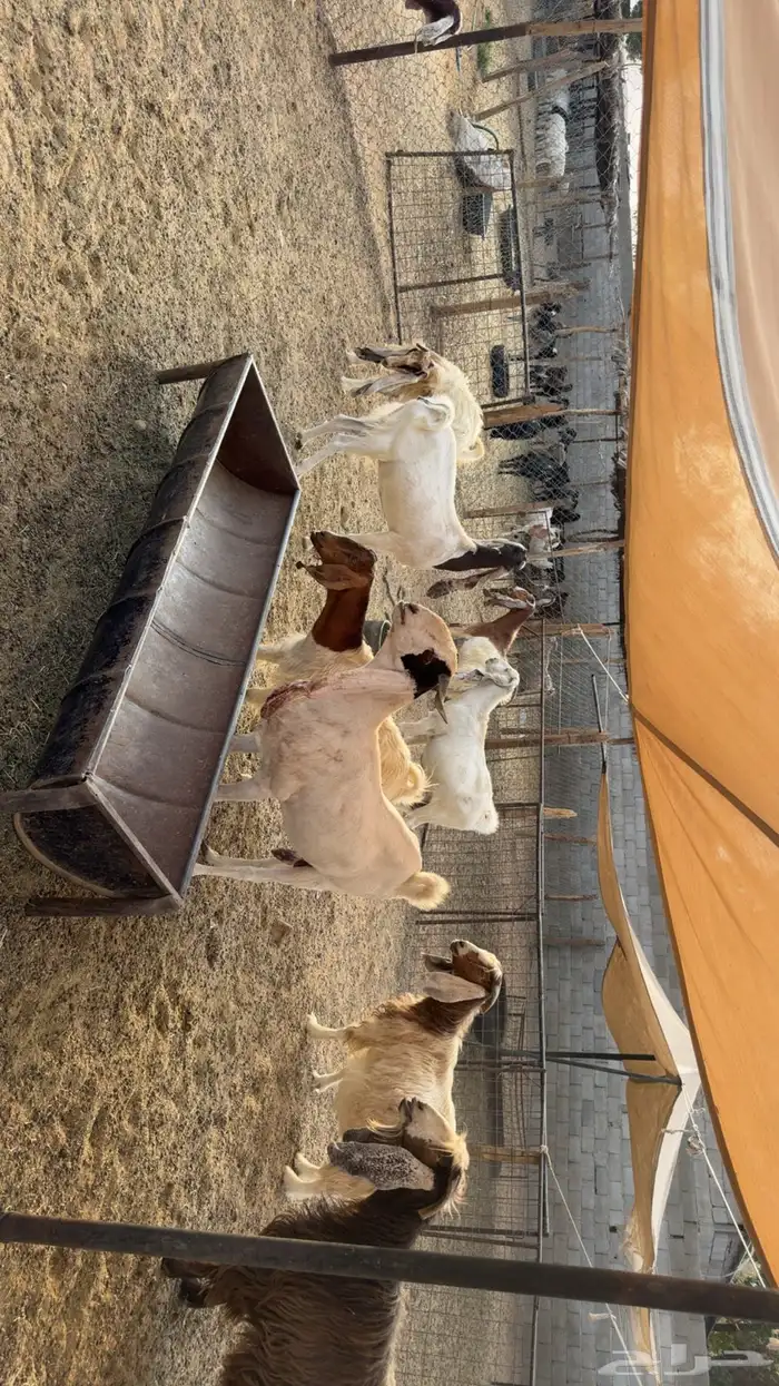 معزى دفيع فحص سونار 1