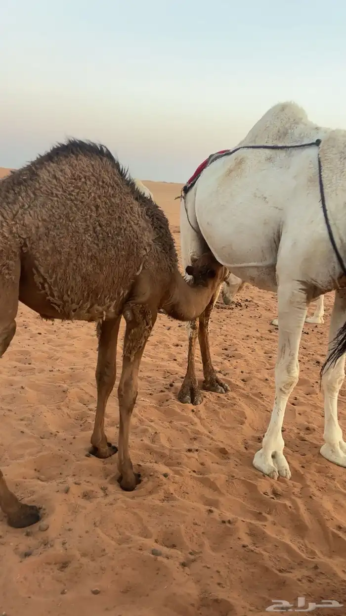 للبيع عشرا بكر 3