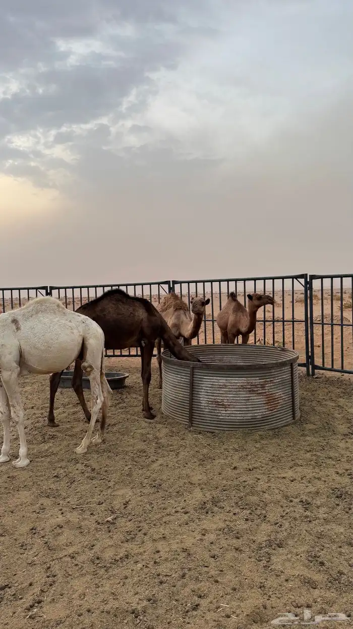 قعدان للبيع قصب 3