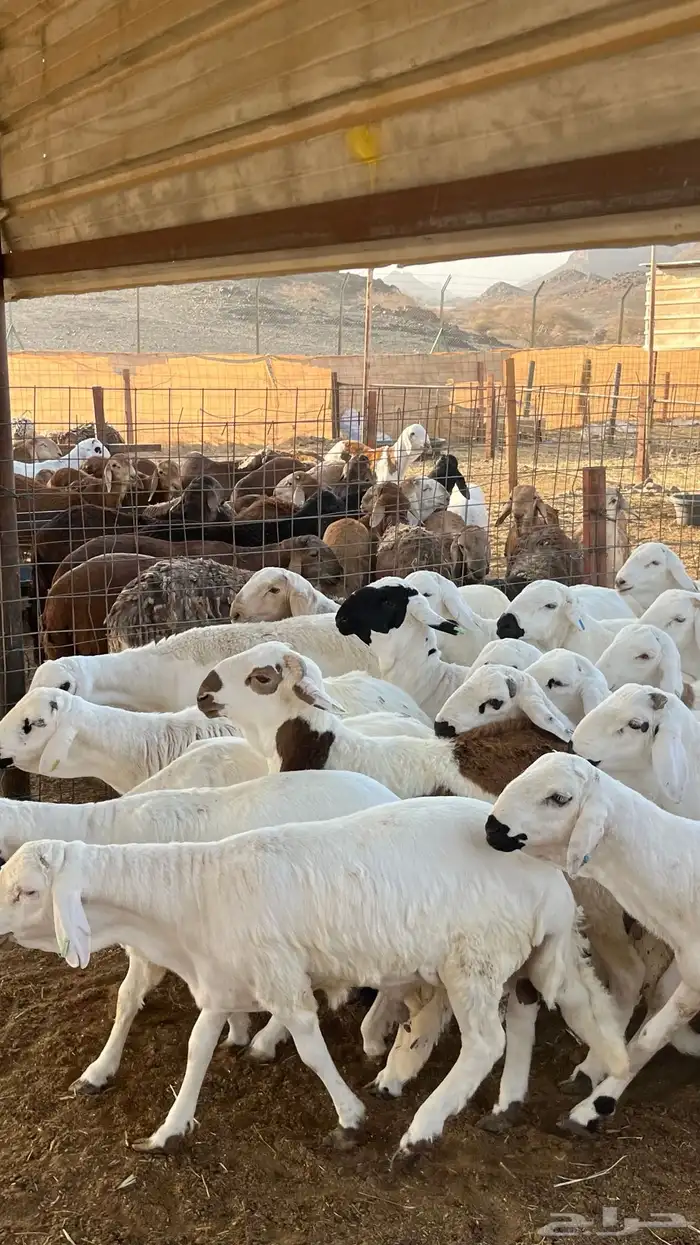 طليان سواكن بيض دمازين شبيه الحري 5