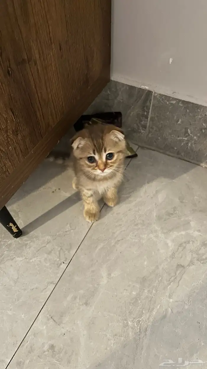 قط للبيع 1