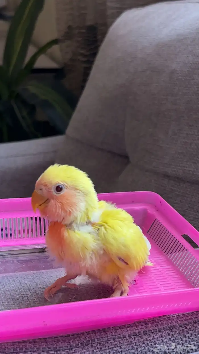 ( تم البيع) 2