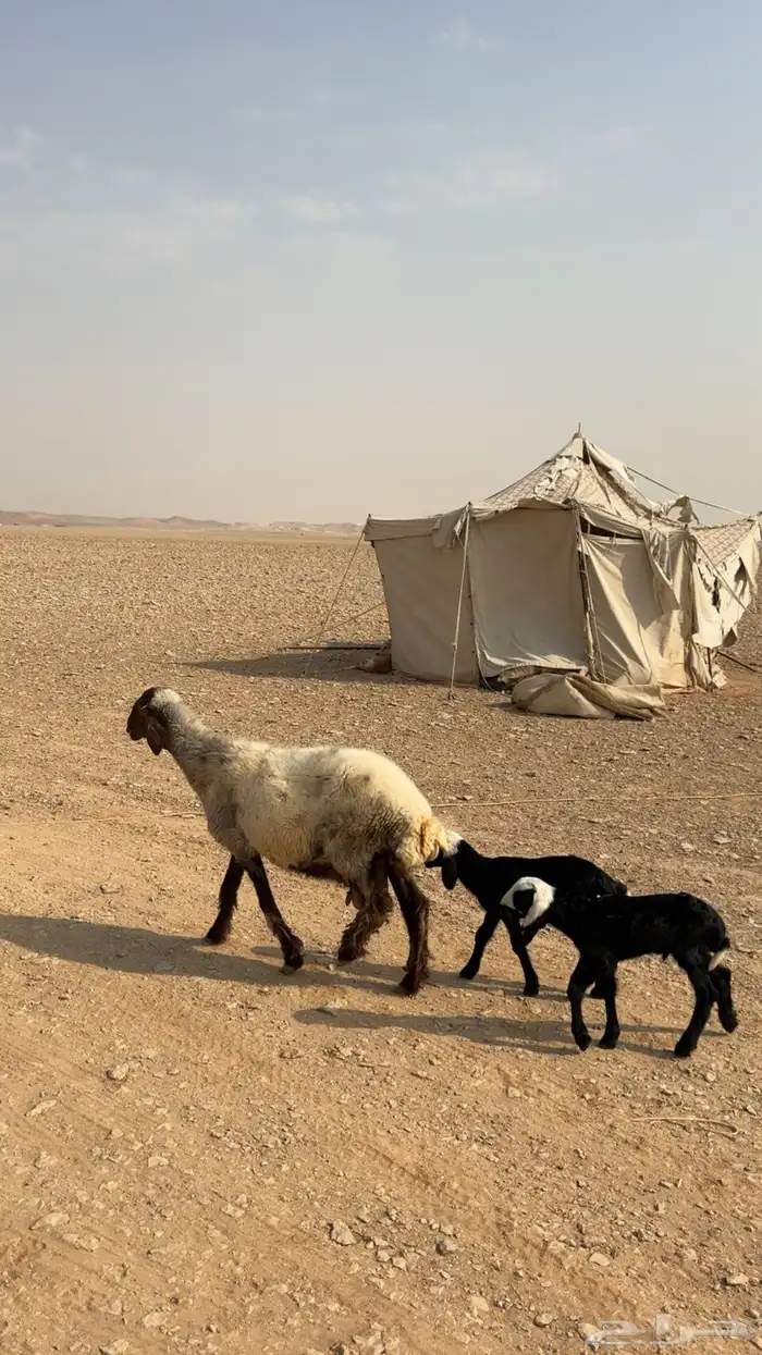 نعيمية متاومة 3