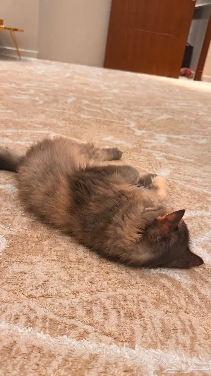 للبيع 2