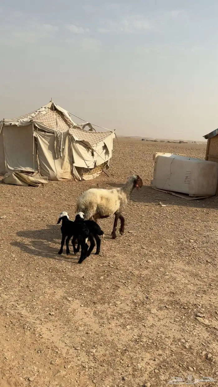 نعيمية متاومة 1