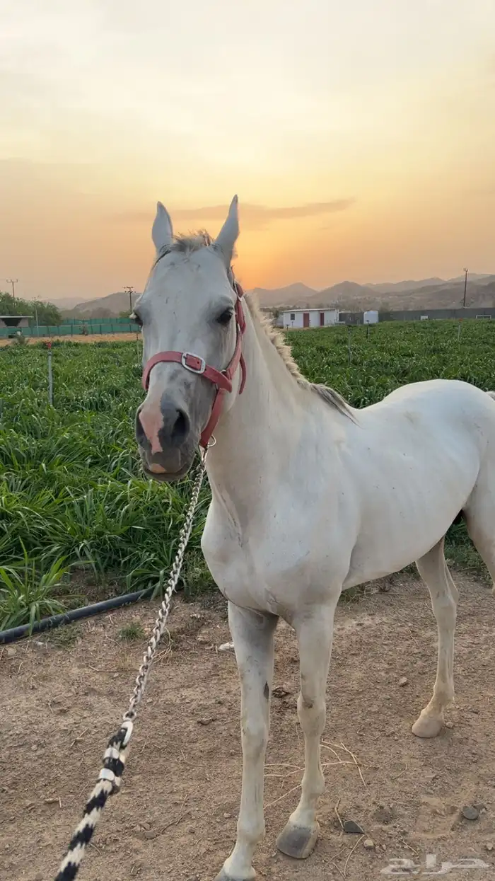 حصان عربي اصيل حصان فحل كفو 1