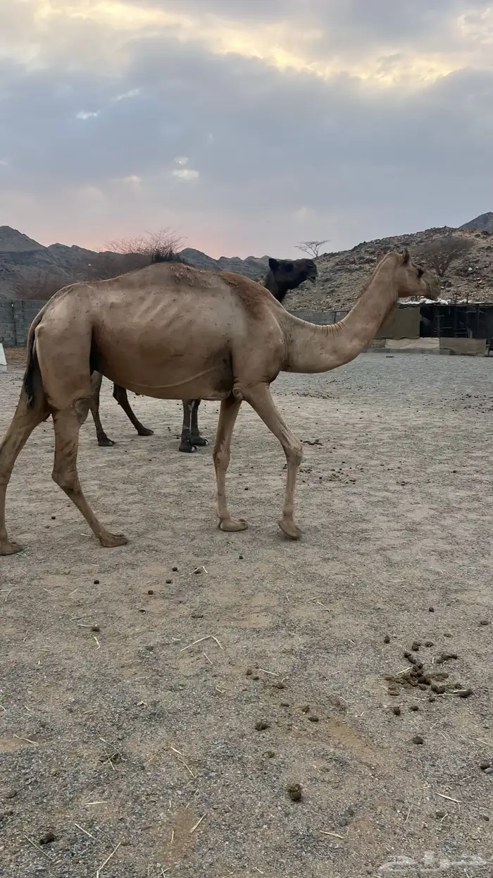 حمرا عمانيه لقحه 2
