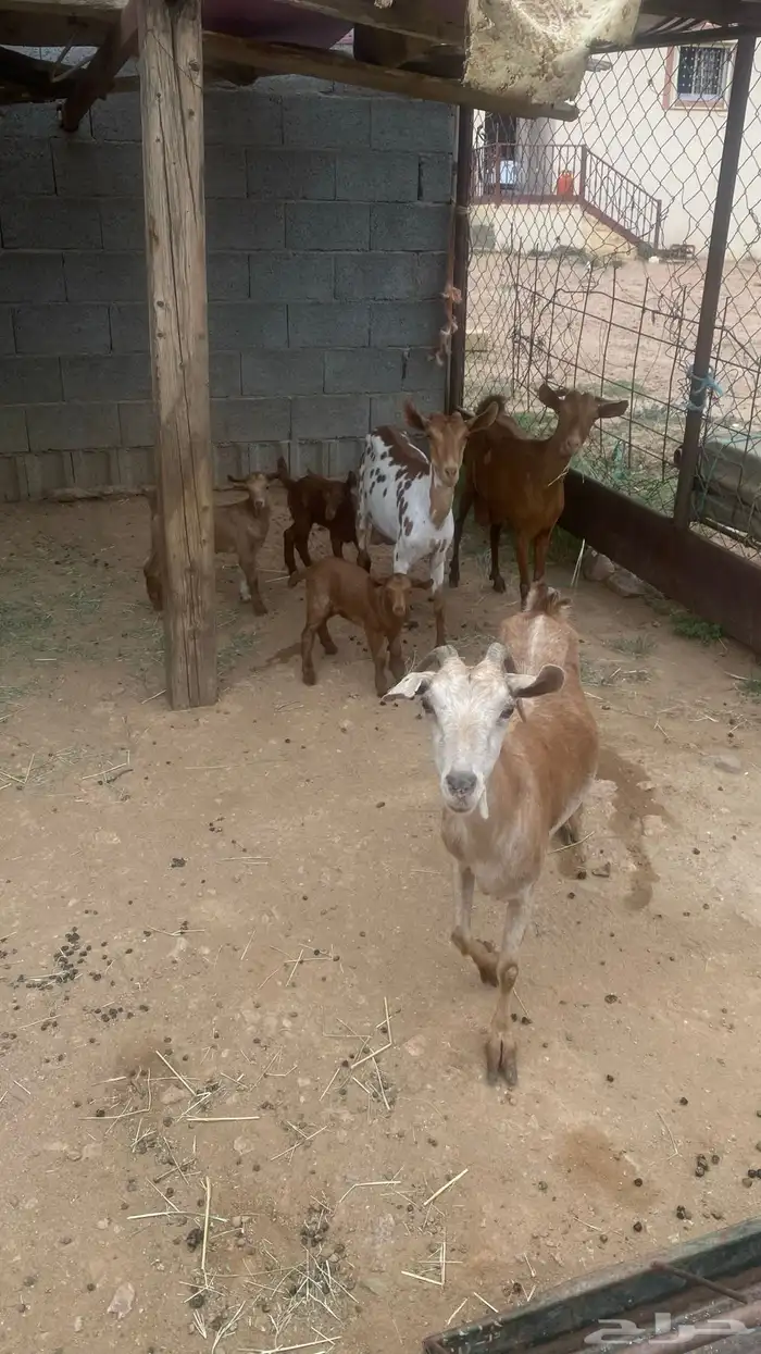 3غنام 2رباع 1سديس 2عنقان 1اتيس 2