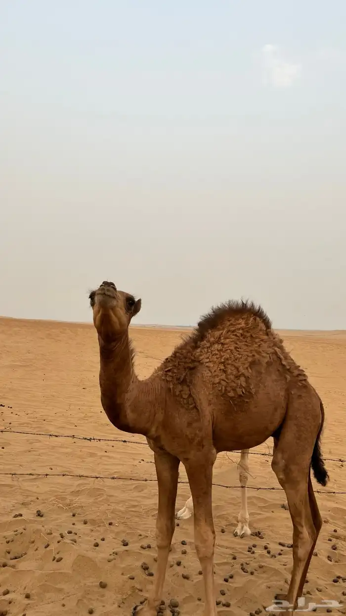 للبيع قعود على حليب أمه 1