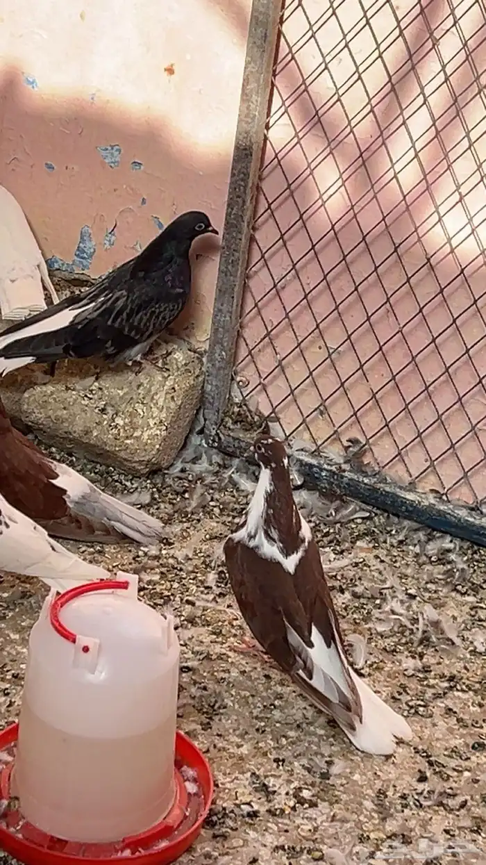 حمام اوكراني اصيل خارجي 5