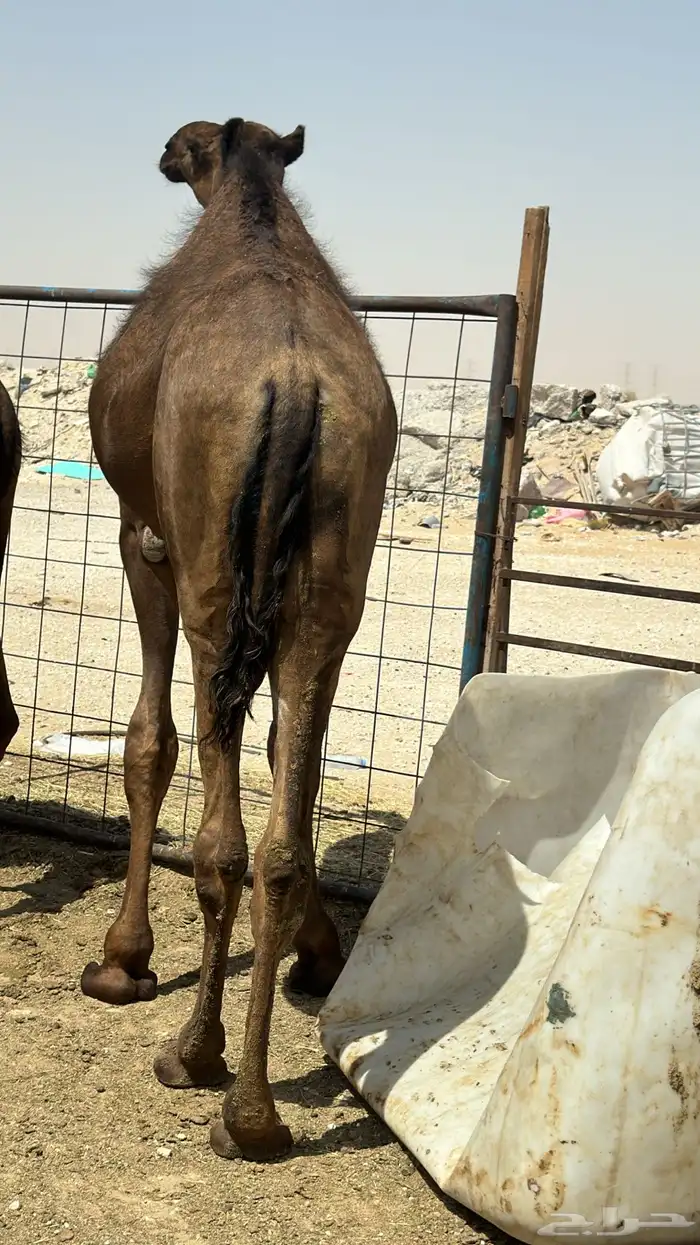 حشيان فل شحم ولحم مجاهيم كرامه حفلات شي مجمل من الاخر 2