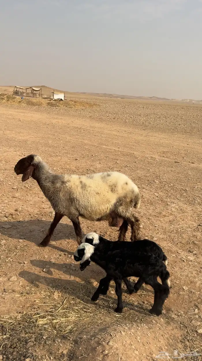 نعيمية متاومة 7