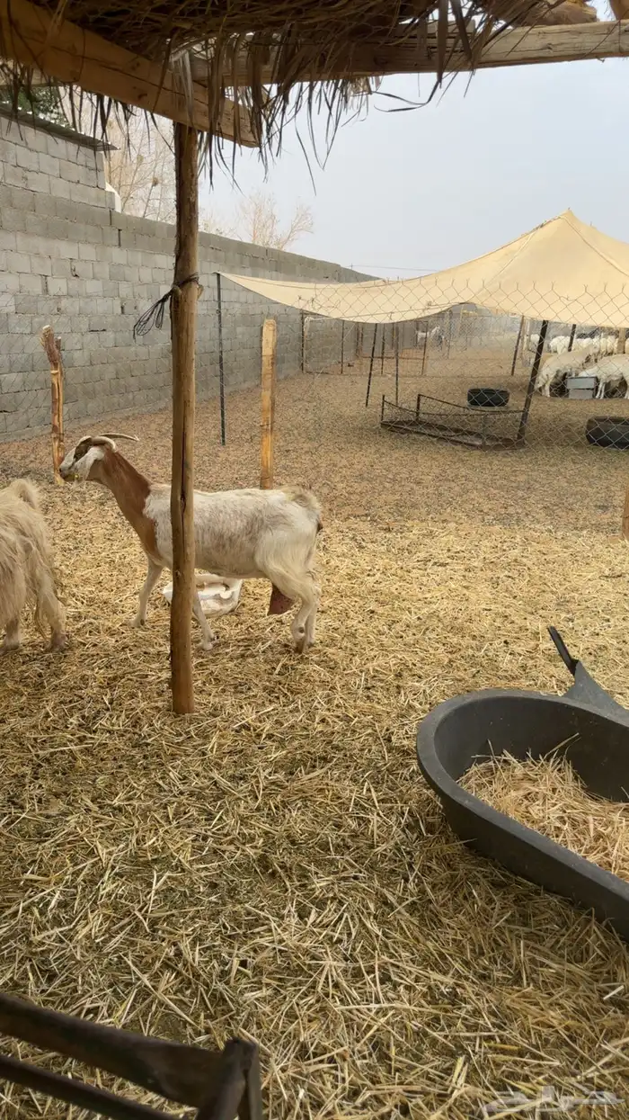 معزى حليب 2