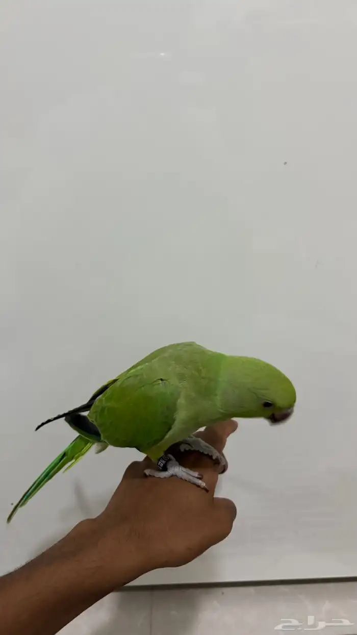 طير دره هندي للبيع 2