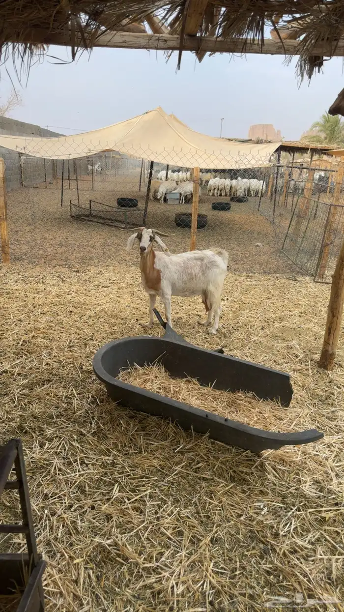 معزى حليب 3