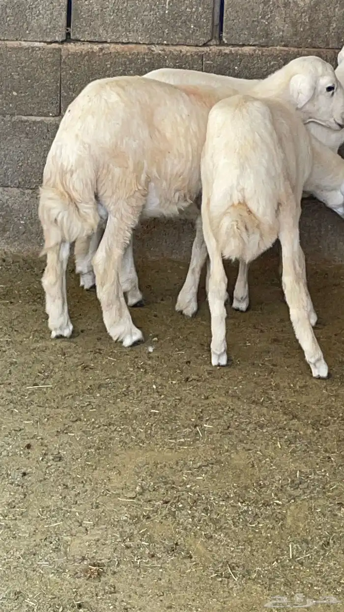 طليان ذبايح 4