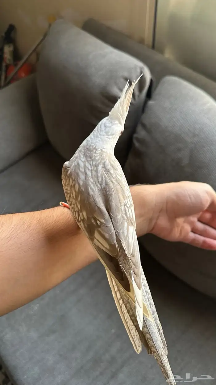 ببغاء كروان هولندي 3