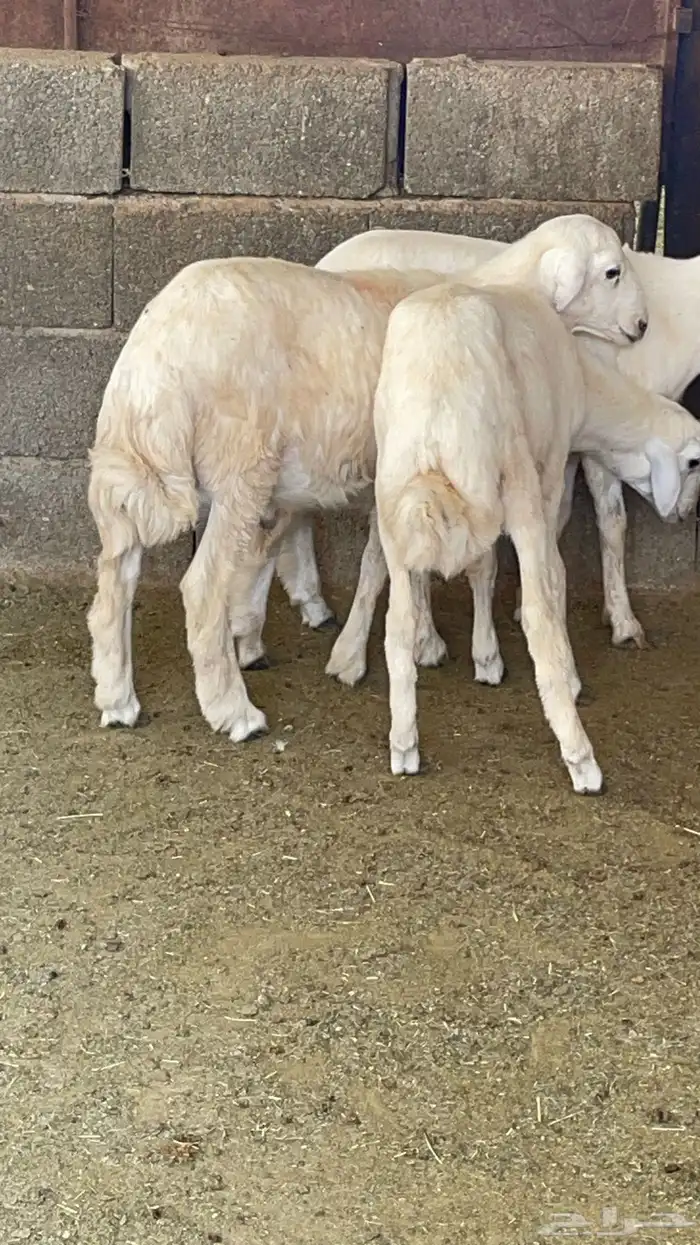 طليان ذبايح 0
