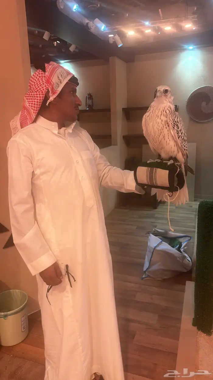 صقور لإيجار 6
