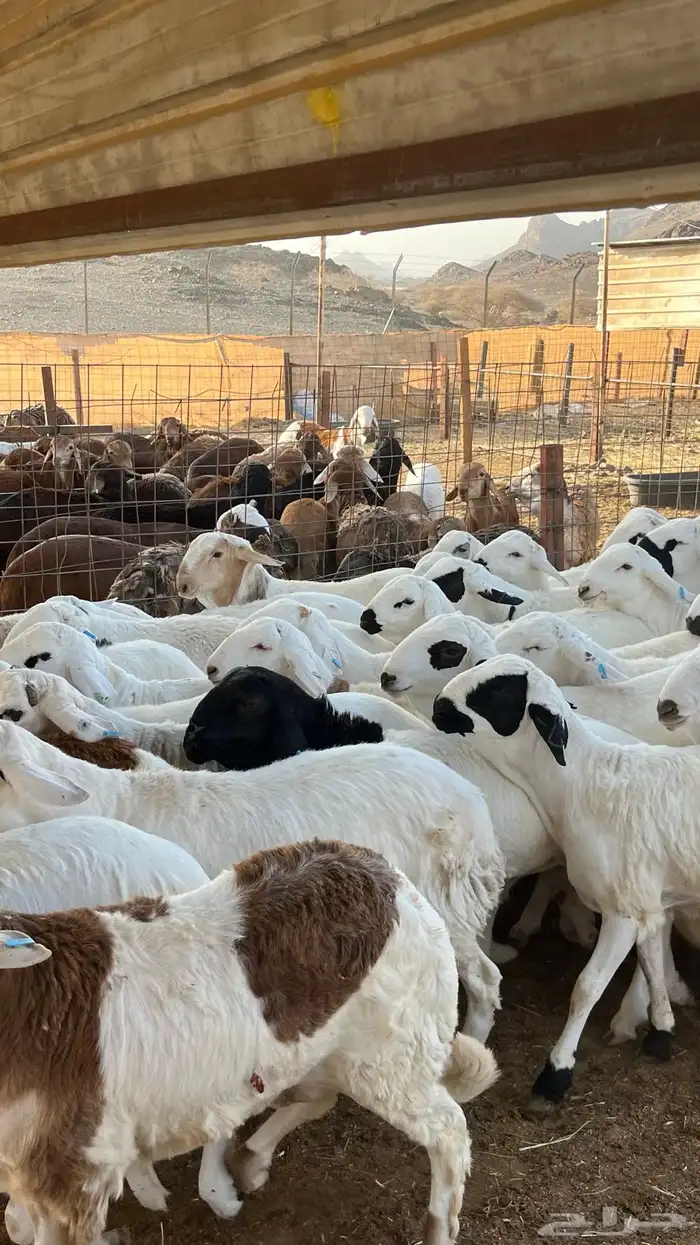 طليان سواكن بيض دمازين شبيه الحري 0