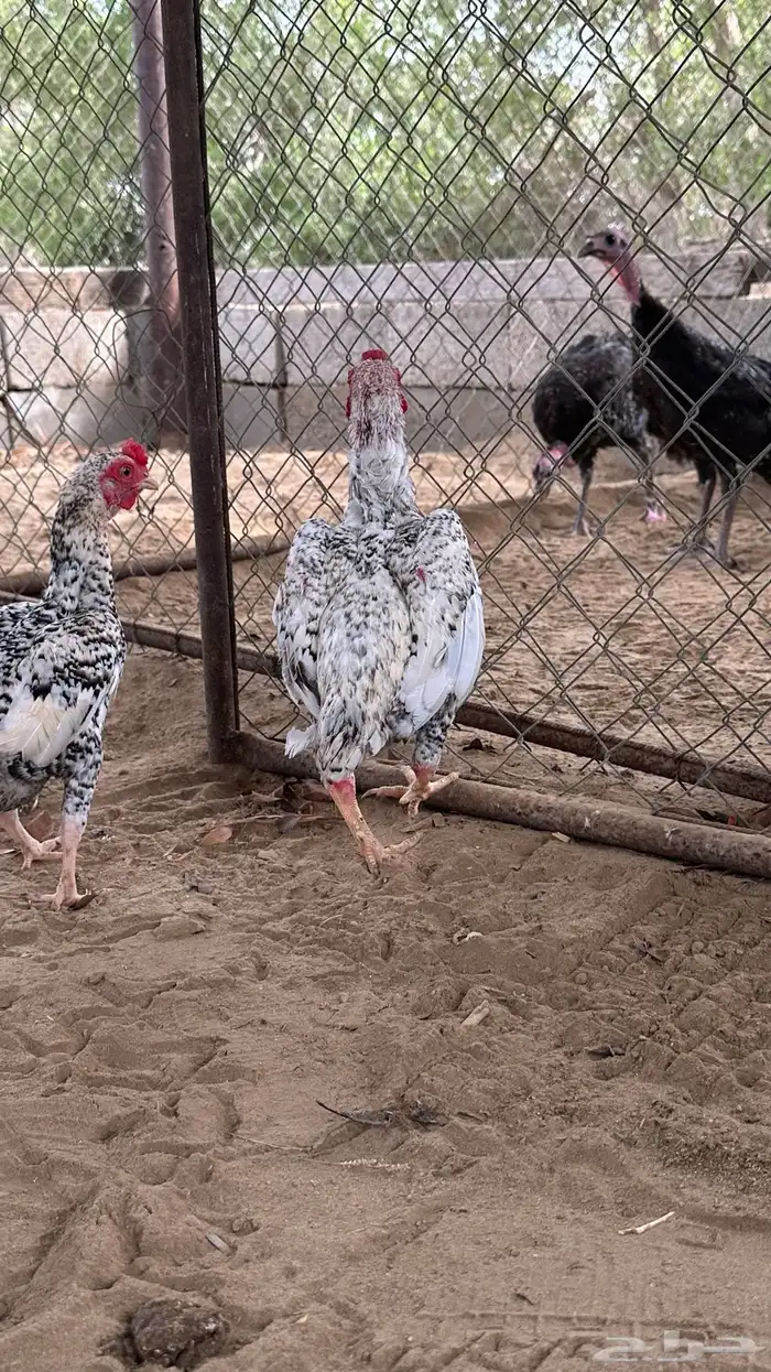 كوشامو القنفذة القوز 2