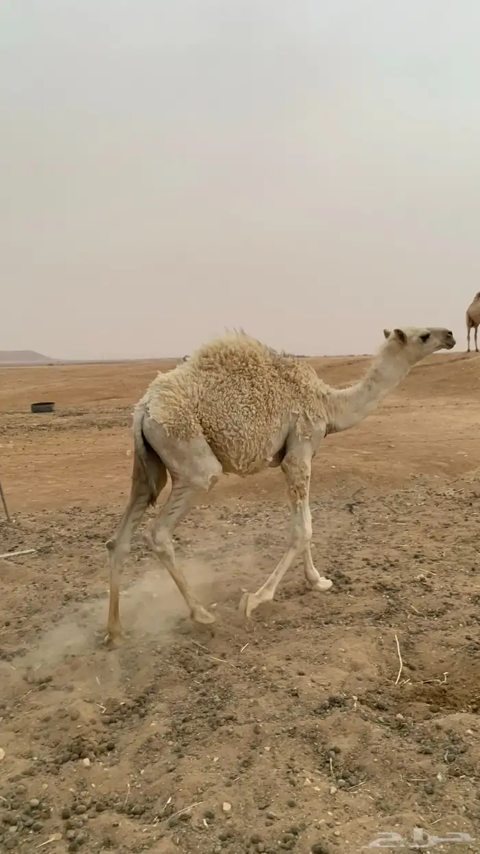 حوار قصب 2