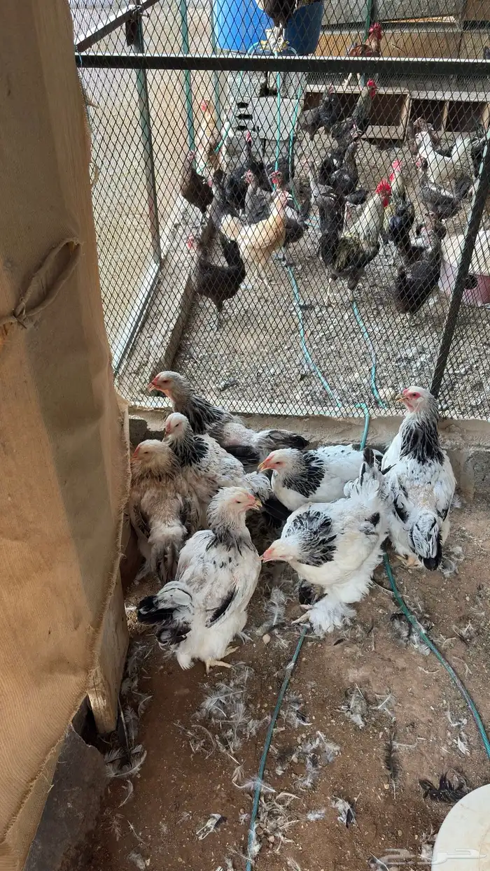 دجاج براهما كولمبي كونك 2