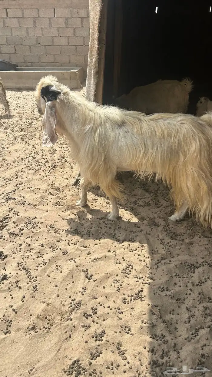 فحل مشروك للبيع 2