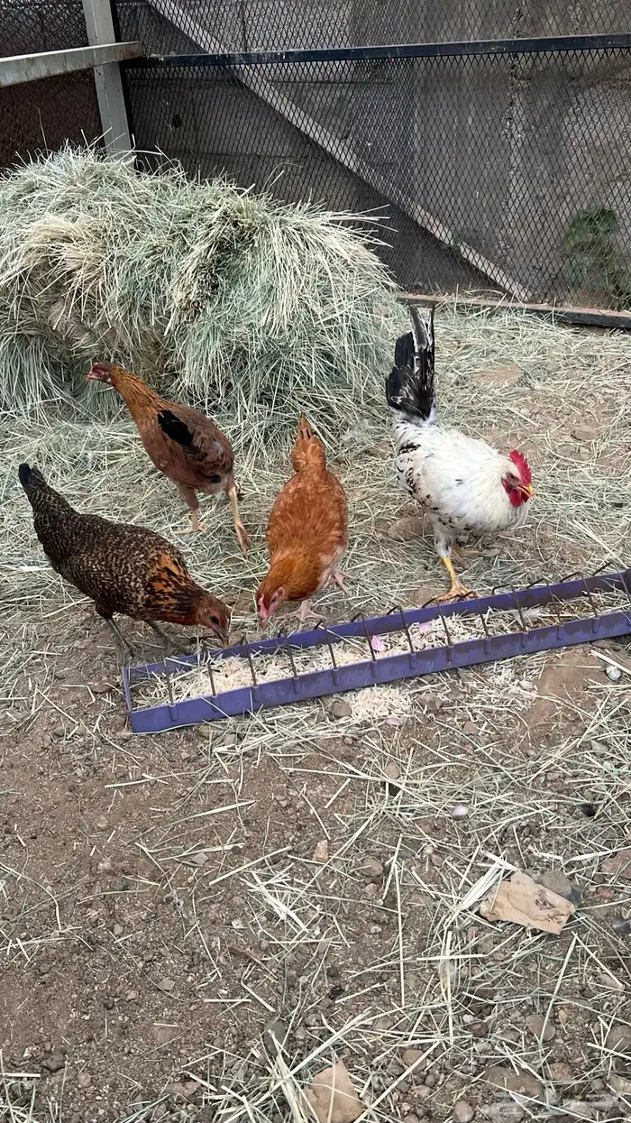(دجاج بلدي) 3