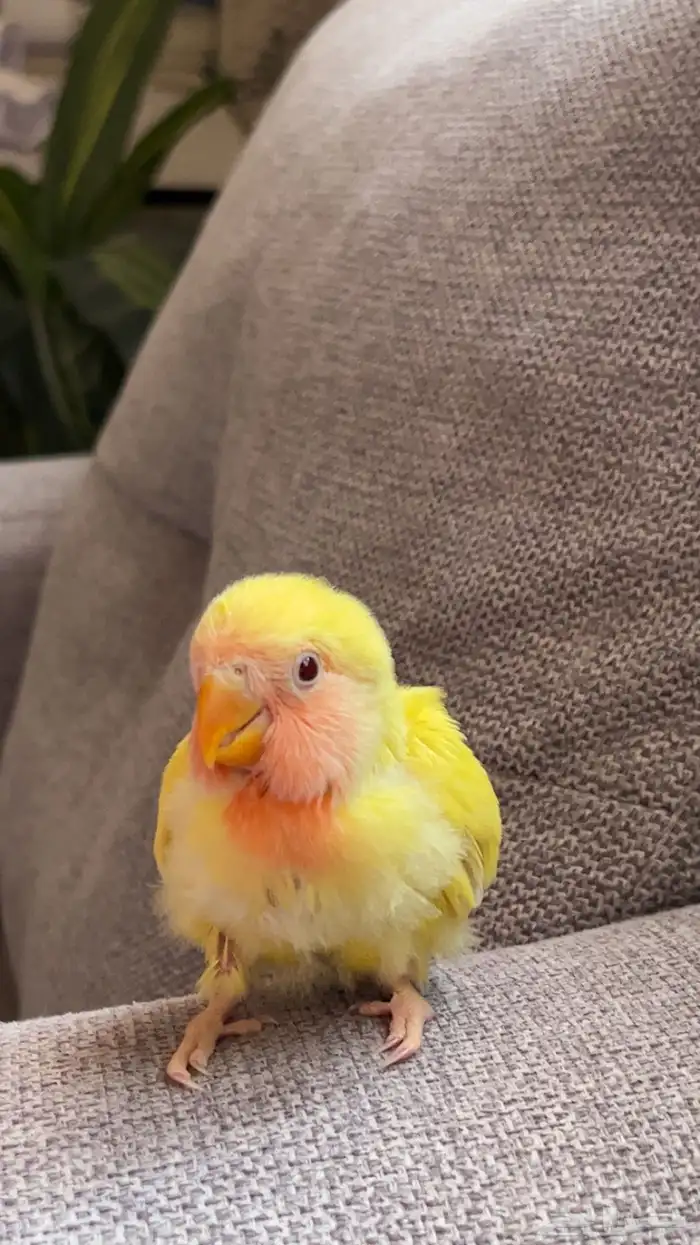 ( تم البيع) 0