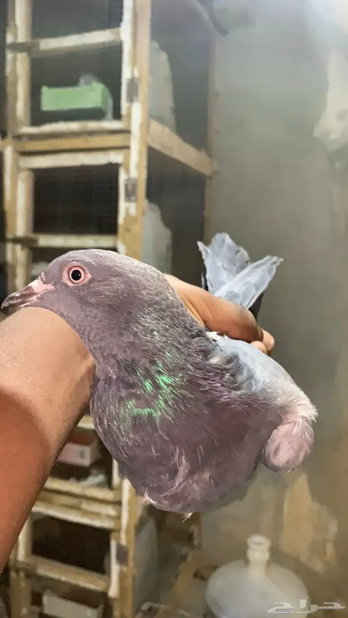 حمام باكستاني للبيع شرط مطيار 4